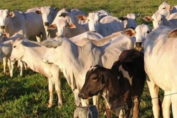 Pecuarista tem prejuízo de R$ 80 mil com gado furtado, em Arapuã