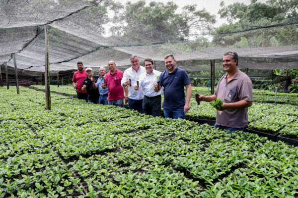 Horto municipal de Apucarana é referência na produção de mudas de café