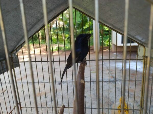 GM de Arapongas apreende pássaros silvestres e encontra cavalo morto