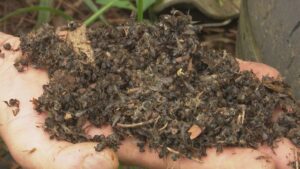 Uso de agrotóxicos pode ter causado morte de mais de 70 mil abelhas em Mauá da Serra