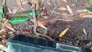 Trabalhadores encontram cobra venenosa em Aricanduva