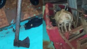 Homem mata cachorro a machadadas no Paraná: “Estava com pulgas”