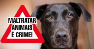 Prefeitura de Mandaguari resgata cachorro vítima de maus-tratos no Jardim Sumaré