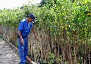 Prefeitura de Apucarana vai plantar 2.500 árvores e manter cuidados por três meses