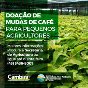 Prefeitura de Cambira irá distribuir mudas de café para pequenos agricultores do município