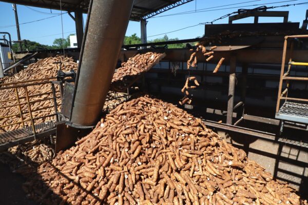 Com aumento de 15%, Paraná deve colher 3,1 milhões de toneladas de mandioca em 2023