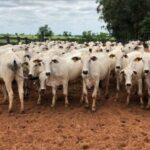 Criminosos furtam 21 cabeças de gado na zona rural de Arapongas