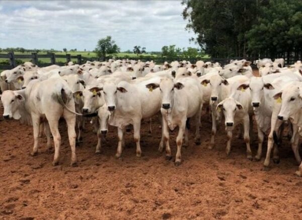 Criminosos furtam 21 cabeças de gado na zona rural de Arapongas