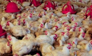 VBP da avicultura registra crescimento de 70,12% em Apucarana