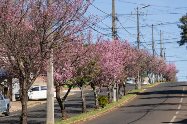 Florada da cerejeira encanta apucaranenses e visitantes