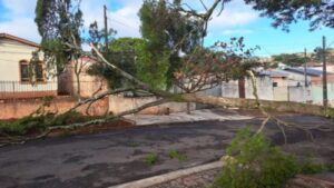 Temporal provoca queda de árvores em municípios da região; saiba mais