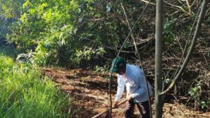Florestópolis – Cuidando do Meio Ambiente