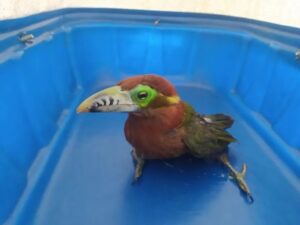 Araçari-poca, o “bicho da meteorologia”, é capturado em Arapongas