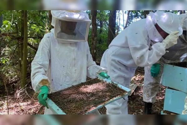 Seminário regional da cadeia produtiva do mel acontece em Lunardelli