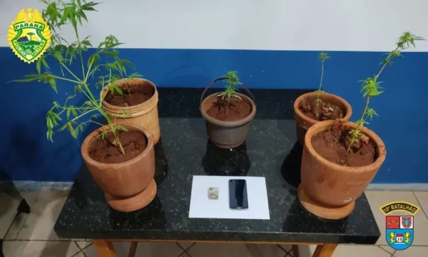 Homem é preso com sete pés de maconha dentro de casa em São Pedro do Ivaí