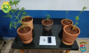 Homem é preso com sete pés de maconha dentro de casa em São Pedro do Ivaí