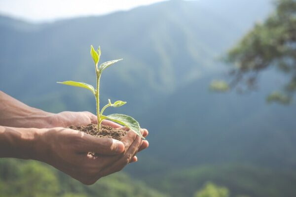 Prefeitura de Mandaguari abre consulta pública sobre educação ambiental