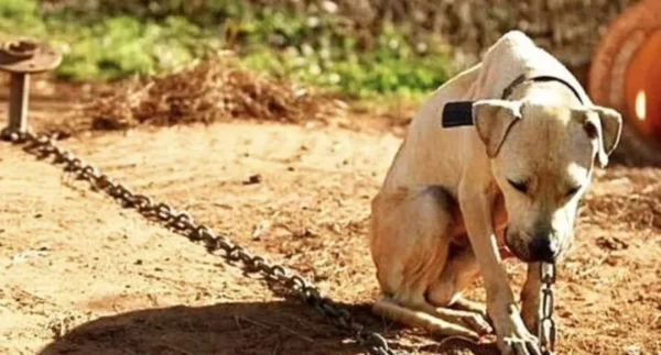 Casal de Arapongas é multado em R$ 3,1 mil por maus-tratos a cão