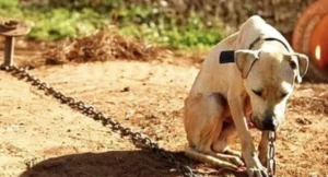 Casal de Arapongas é multado em R$ 3,1 mil por maus-tratos a cão