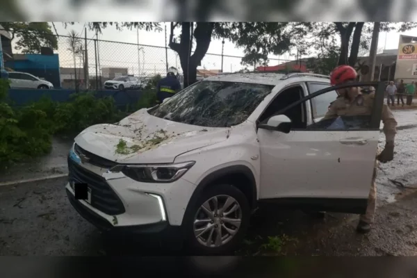 ‘Vi a morte de perto’, diz condutora após árvore cair durante temporal