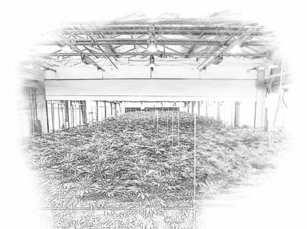 Três empresas arrematam lotes em pregão da cannabis em Mandaguari