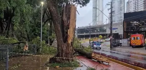 Queda-de-arvore-aconteceu-durante-temporac-00815730-0-2023120220al