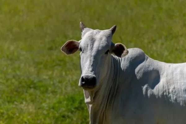 Ladrões furtam 5 cabeças de gado de propriedade rural em Califórnia