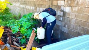 Prefeitura de Arapongas reforça frente de trabalho de combate à dengue; saiba como agir