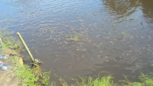Cerca de 500 quilos de peixes são furtados de represa em Lidianópolis