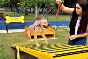 Prefeitura de Arapongas inaugura ParCão para lazer de pets na Praça da Saudade