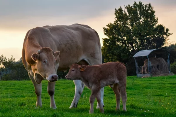 Saiba como participar do programa de inseminação artificial da prefeitura de Marilândia do Sul