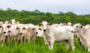 Atenção Produtor Rural: Marilândia do Sul alerta para o prazo de atualização de rebanhos