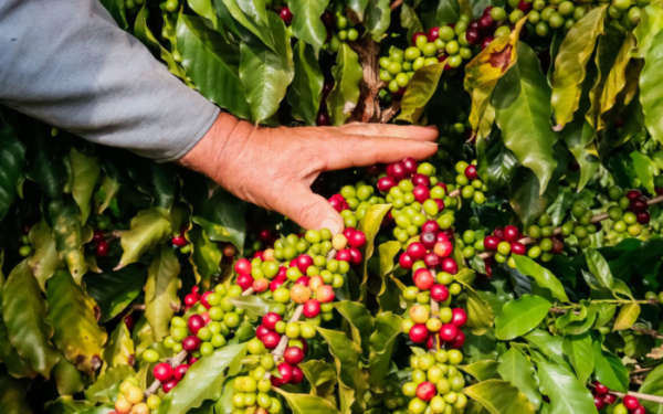 Apucarana é uma das maiores produtoras de café do Paraná