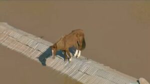Resgate de cavalo ilhado em telhado de casa exige uso de helicóptero, diz prefeito de Canoas