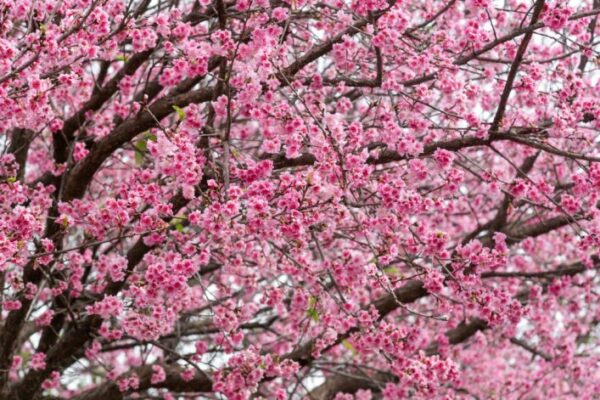 Com mais de 30 mil árvores, florada da cerejeira tem história em Apucarana