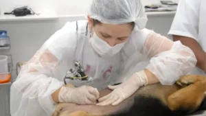 Castramóvel da Amuvi atinge marca de 10 mil atendimentos na região
