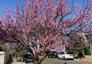 Apucarana aprecia florada das cerejeiras na semana dos 116 anos da Imigração Japonesa