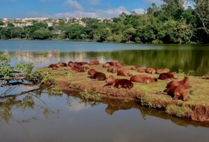 Apucarana é top 3 no Paraná e referência em sustentabilidade