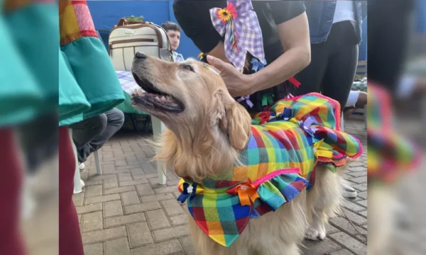 Festa junina para pets em Londrina inclui desfile, concurso e petisco na programação