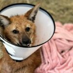 Transfusão sanguínea inédita e cirurgias salvam lobo-guará resgatado em Jacarezinho