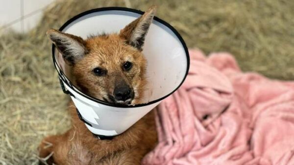 Transfusão sanguínea inédita e cirurgias salvam lobo-guará resgatado em Jacarezinho