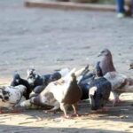 Câmara de Londrina aprova Projeto de Lei que tenta minimizar infestação de pombos em Londrina