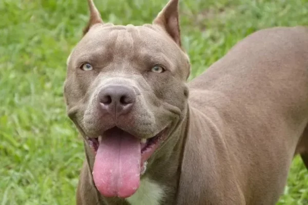 Pitbull invade casa, ataca cachorro de estimação e dono ameaça idosa