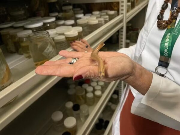 Candiru: peixe de até 12 cm é temido na Amazônia – Veja