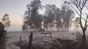 Semana começa congelante com 15 cidades com temperaturas negativas no PR