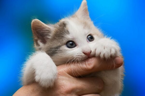 Por que alguns gatos lambem e mordem os seus tutores?