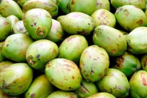 Alunos jogam cocos verdes e estragam carro de professora em Arapongas