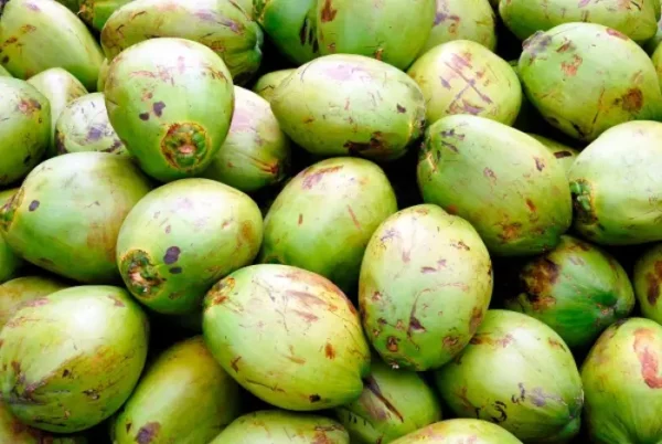 Alunos jogam cocos verdes e estragam carro de professora em Arapongas