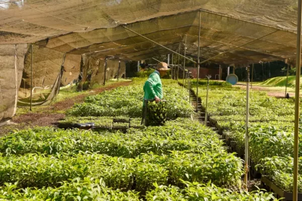 Semana da árvore: Estado alcançará 10 milhões de mudas distribuídas desde 2019