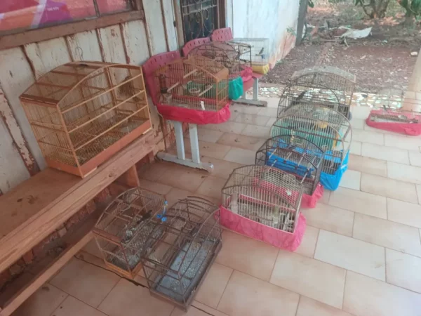 Mulher é presa com 10 coleirinhas e três trinca-ferros em Arapongas